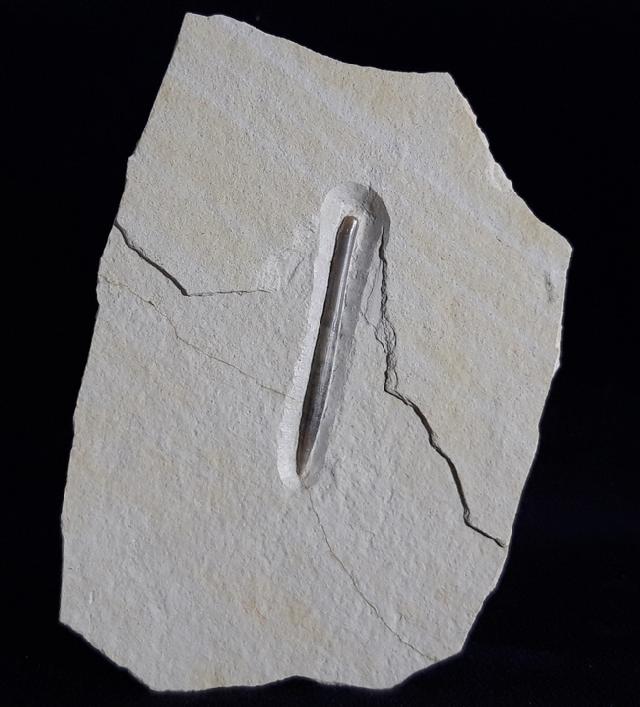 Hibolithes semisulcatus (MNSTER 1830) - Bild © FossNet FossilienStore